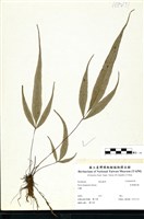 藏品(長葉鳳尾蕨)的圖片